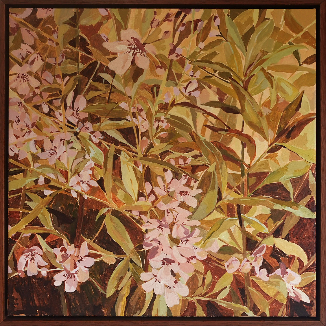Native Mint Bush