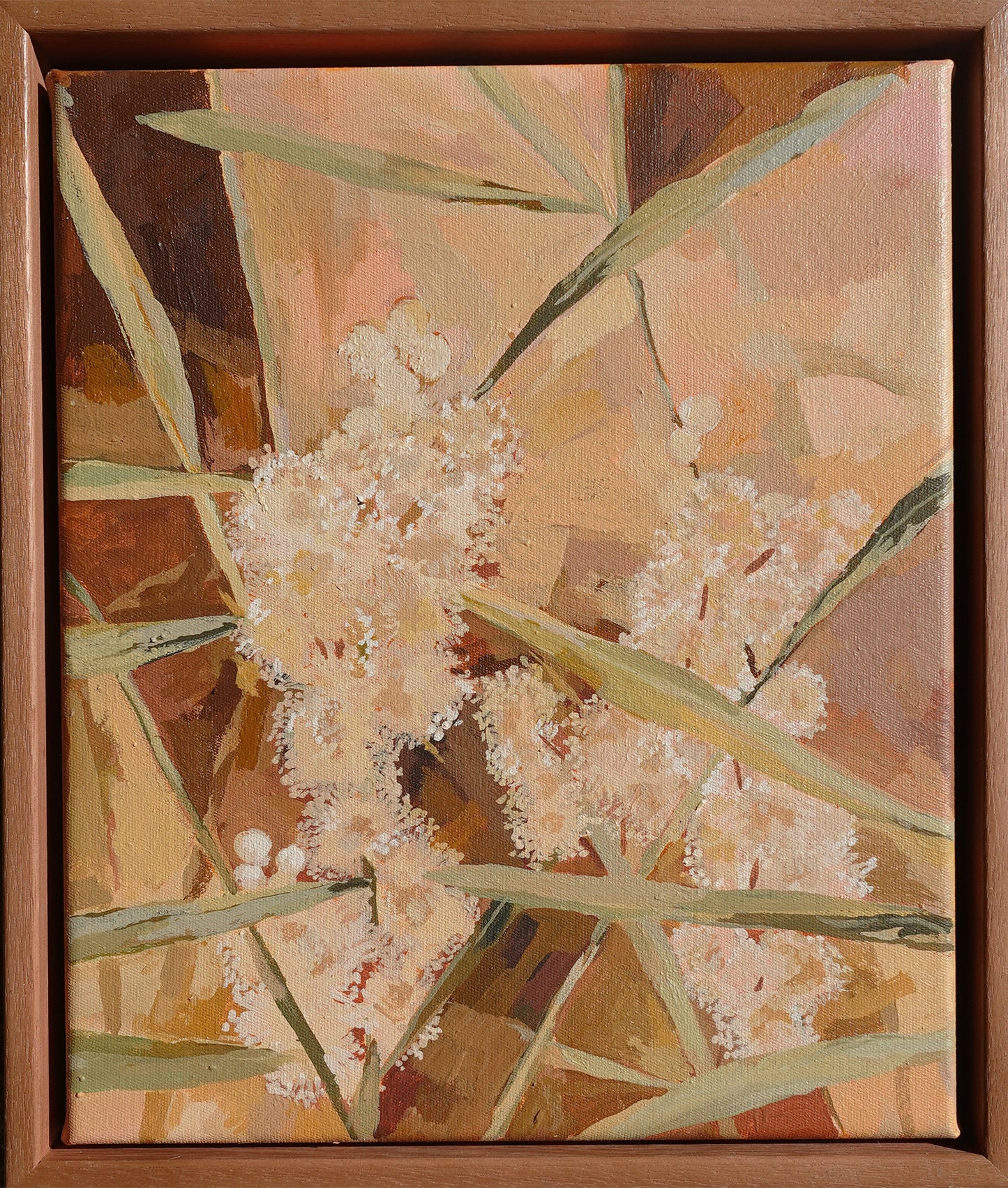 Pink Skies Wattle
