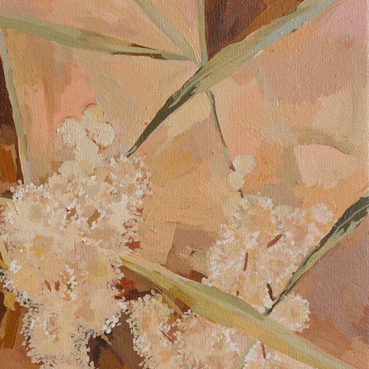 Pink Skies Wattle