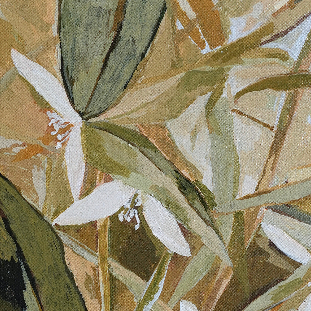 White Clematis