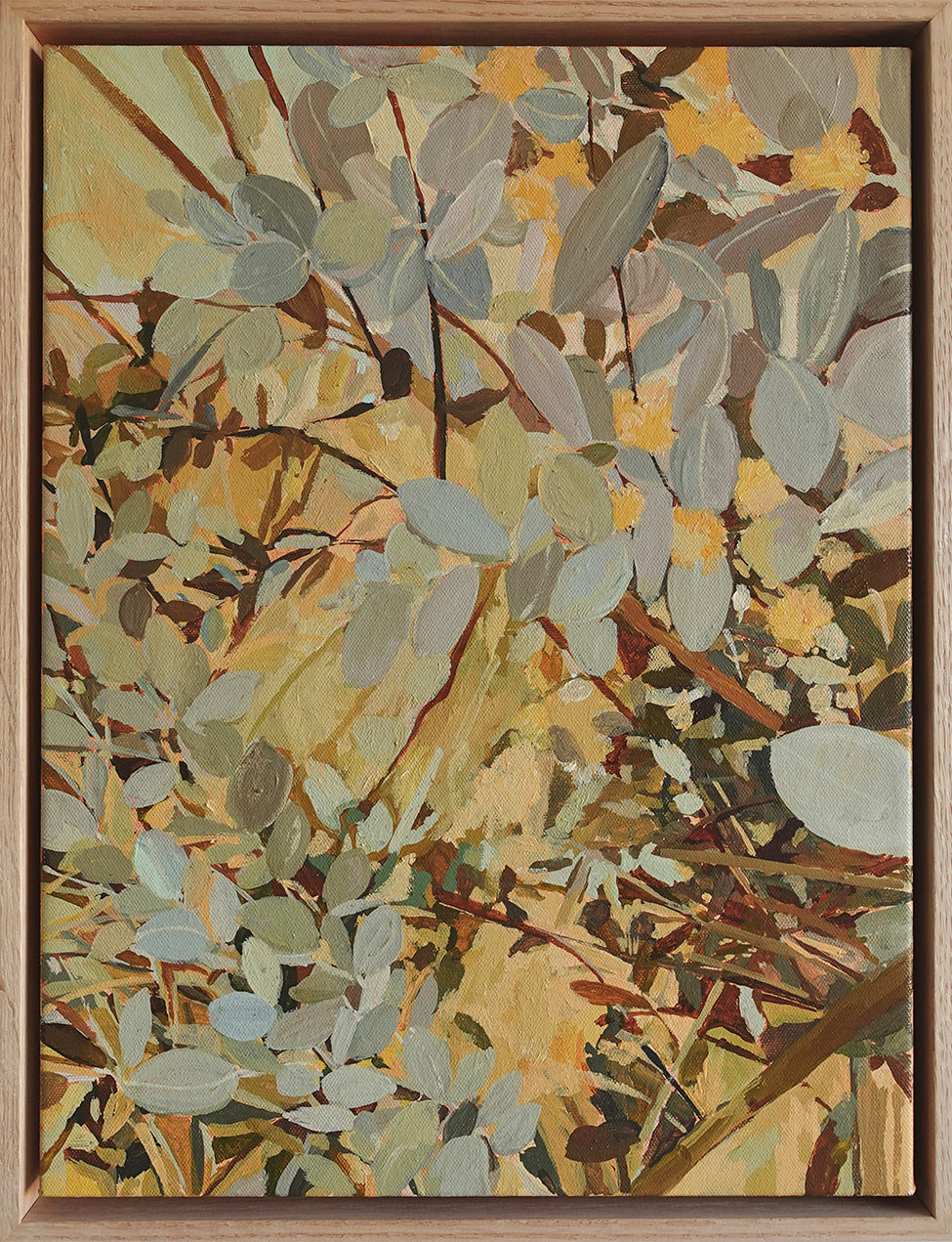 Silver Gum